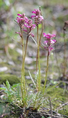 Pedicularis sudetica interior