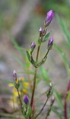 Gentianella propinqua propinqua