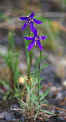 Campanula aurita