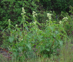 Koenigia alaskana