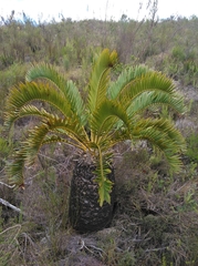 Encephalartos longifolius