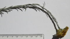 Helichrysum rutilans