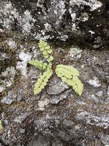 Woodsia nikkoensis iNat (2)