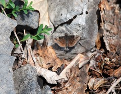 Erynnis lucilius
