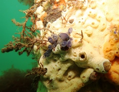 Clavelina moluccensis