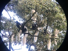 Colobus caudatus
