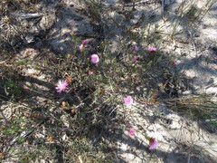 Lampranthus stenopetalus