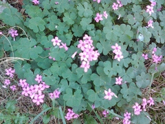 Oxalis articulata