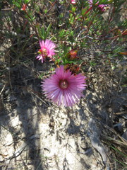 Lampranthus stenopetalus