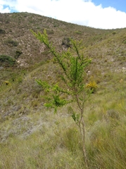 Aspalathus teres teres