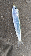 Sardina pilchardus