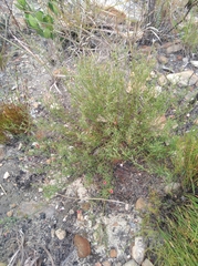Indigofera leptocarpa