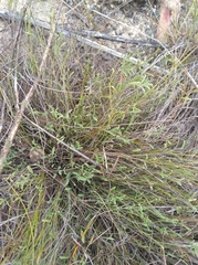 Indigofera leptocarpa