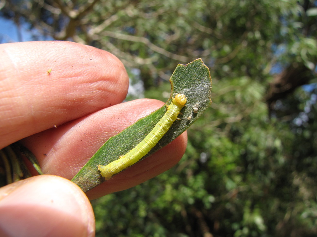 koa moth