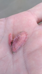 Moerella pulchella