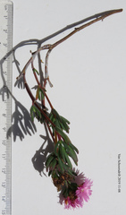 Lampranthus stenopetalus