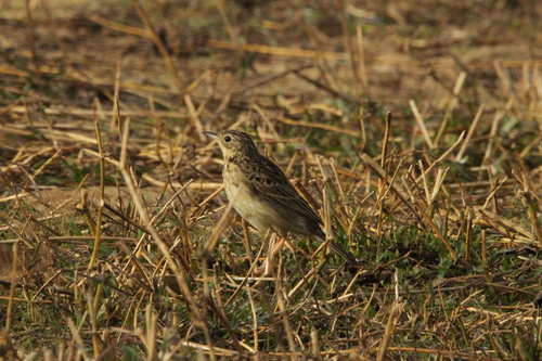 Yellowish Pipit (Anthus chii), photo 4