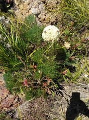 Nanobubon capillaceum
