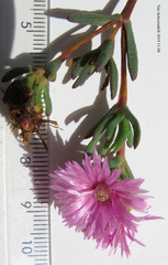Lampranthus stenopetalus