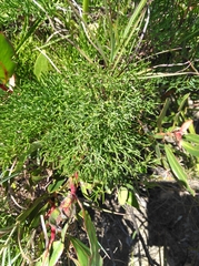 Nanobubon capillaceum