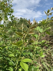 Searsia pyroides gracilis