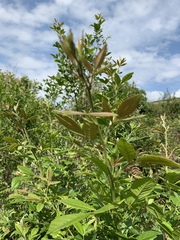 Searsia pyroides gracilis
