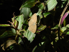 Paryphthimoides poltys