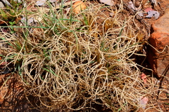 Tristachya biseriata