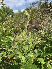 Searsia pyroides gracilis