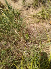 Aspalathus intermedia