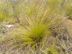 Schoenus cuspidatus