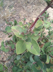 Acokanthera oppositifolia