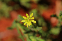 Osteospermum muricatum muricatum