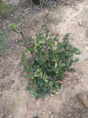 Acokanthera oppositifolia