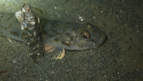 Bay goby (Lepidogobius lepidus) — Gobiidae — 5