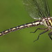 Arrow Clubtail - Photo (c) Guy Lemelin, some rights reserved (CC BY-NC), uploaded by Guy Lemelin
