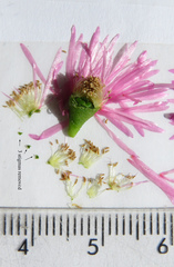 Lampranthus stenopetalus