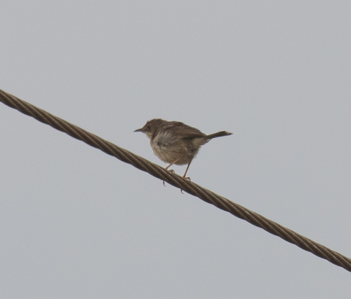 Short-winged Cisticola (Cisticola brachypterus), photo 7