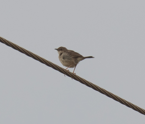 Short-winged Cisticola (Cisticola brachypterus), photo 8