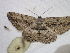 Scioglyptis canescaria