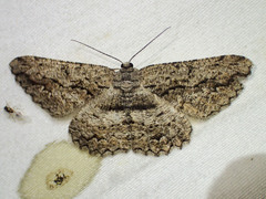 Scioglyptis canescaria