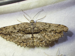 Scioglyptis canescaria