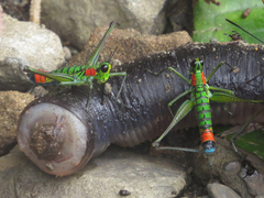 Paramastax rosenbergi