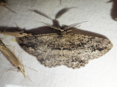 Scioglyptis canescaria