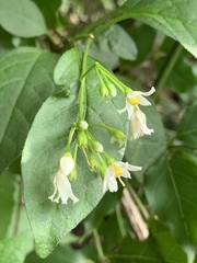Solanum terminale