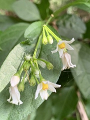 Solanum terminale