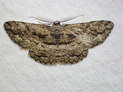 Scioglyptis canescaria