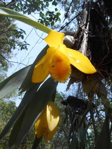 Complex Prosthechea citrina · iNaturalist