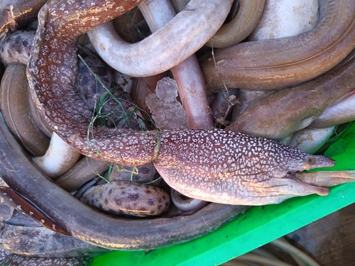 Snowflake-patch moray (Gymnothorax niphostigmus) — Muraenidae — 2