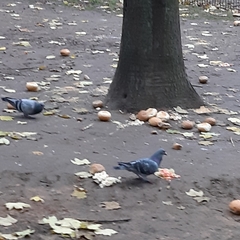 Columba livia domestica
